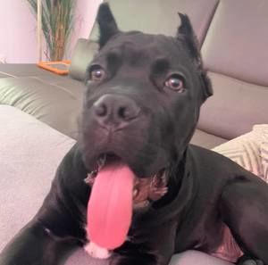 Meet your Posher, Gus